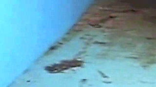 Eva Orlowsky Fucked in the Pool by Rocco and on the Stairs by Roberto