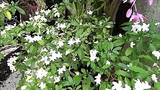 Family Therapy XXX - sex with stepsister movie