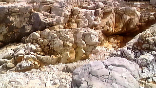 Wild Cat Eats a Lot of Tails in Nature