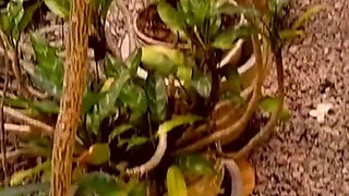 Public Hostel Deep Throat, Anal Extreme Fuck and Cum Swallow Garglee