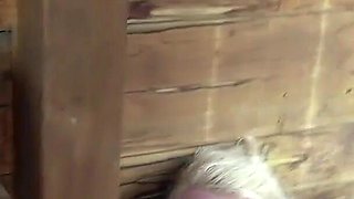 Horde of Guys Creampie Cathaleya in Gangbang Line up