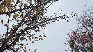 How Amazing She Piss