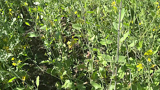 Stepmother in Low Ko Jamai Ne Sarso Ke Khet Me Kiya Romance