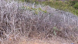 Malibu Beach Blowjob: Deepthroating to a Cumshot Finish