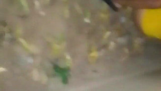 Neighbor's Sister Takes Pleasure While Peeing at Night, New Video