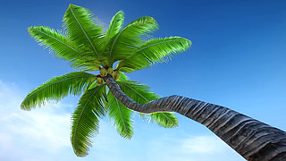 Zack Island Paradise
