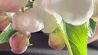 Sneezing From This Flower and It Gets Wild in Car