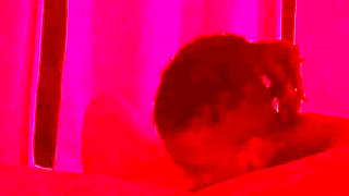 Iris Ivy Get Taken to Poundtown