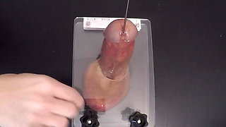 Clearing the Urethra Results in Copious Sperm Flow